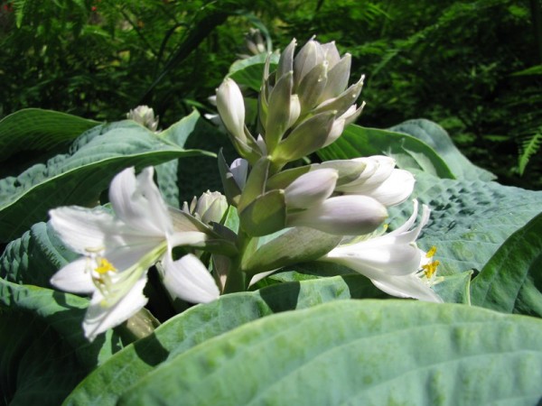Große Blaugraue Gartenfunkie – Hosta sieboldiana ´Bressingham Blue`